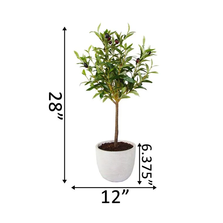 Olive Tree in 7.25" Cement Pot Grey