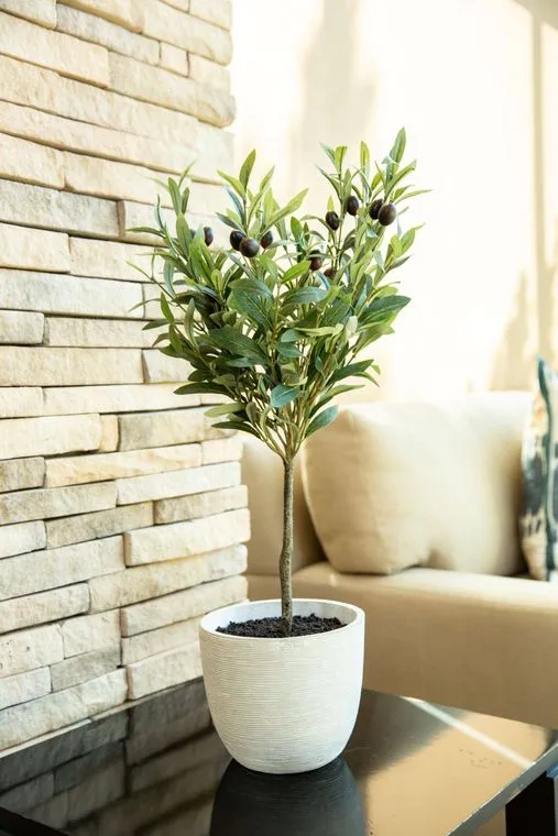 Olive Tree in 7.25" Cement Pot Grey